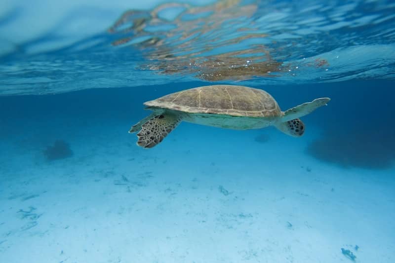 San Juan Guided Turtle Snorkel Tour with Videos - Image 1