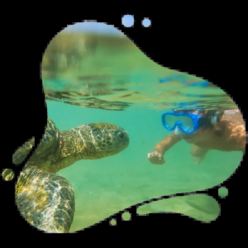 Scuba Dogs - Save $25 Each When Booking for Two or More - $25 Off Per Person activity deal in San Juan / Guánica, Puerto Rico