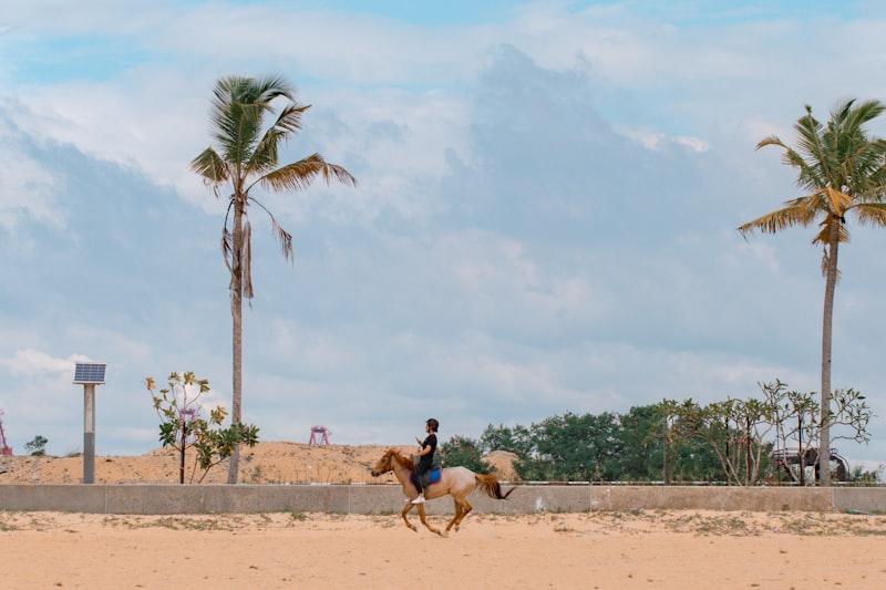 Luquillo Beach Horse Ride from Carabalí Park - From  activity deal in Luquillo, Puerto Rico